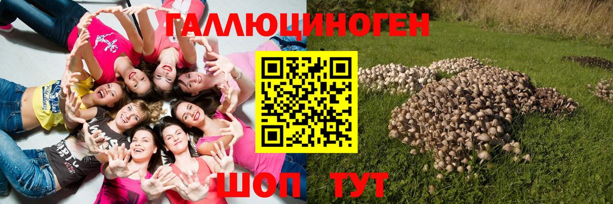 Галлюциногенные грибы Psilocybine cubensis Ржев